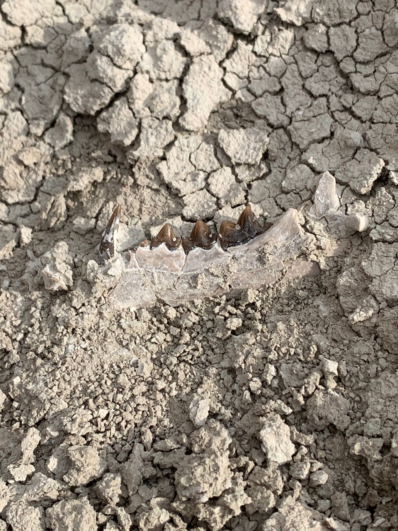 Fossil saber cat jaw, as found in the ground