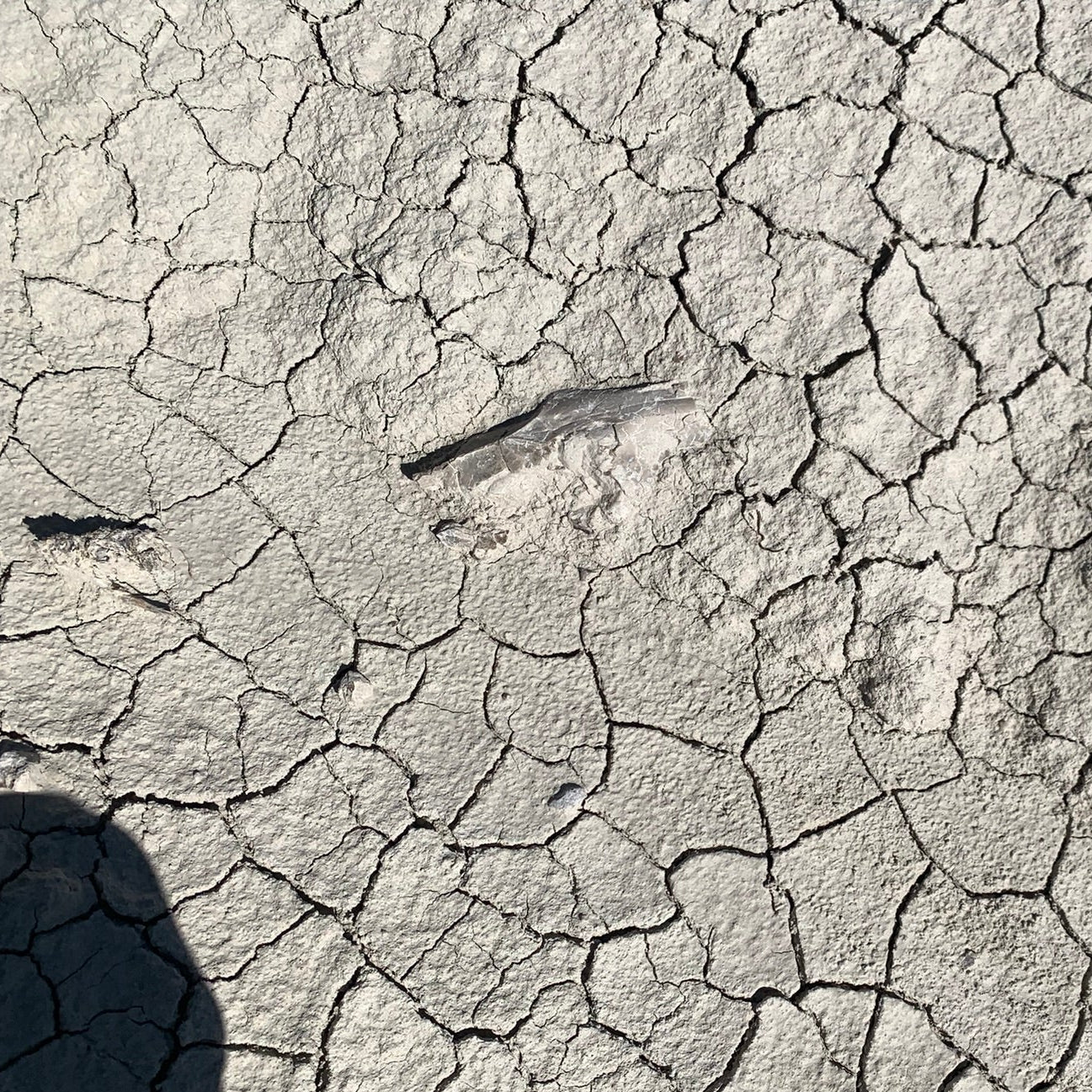 Fossil oreodont skull exposing out of the cracked matrix surface
