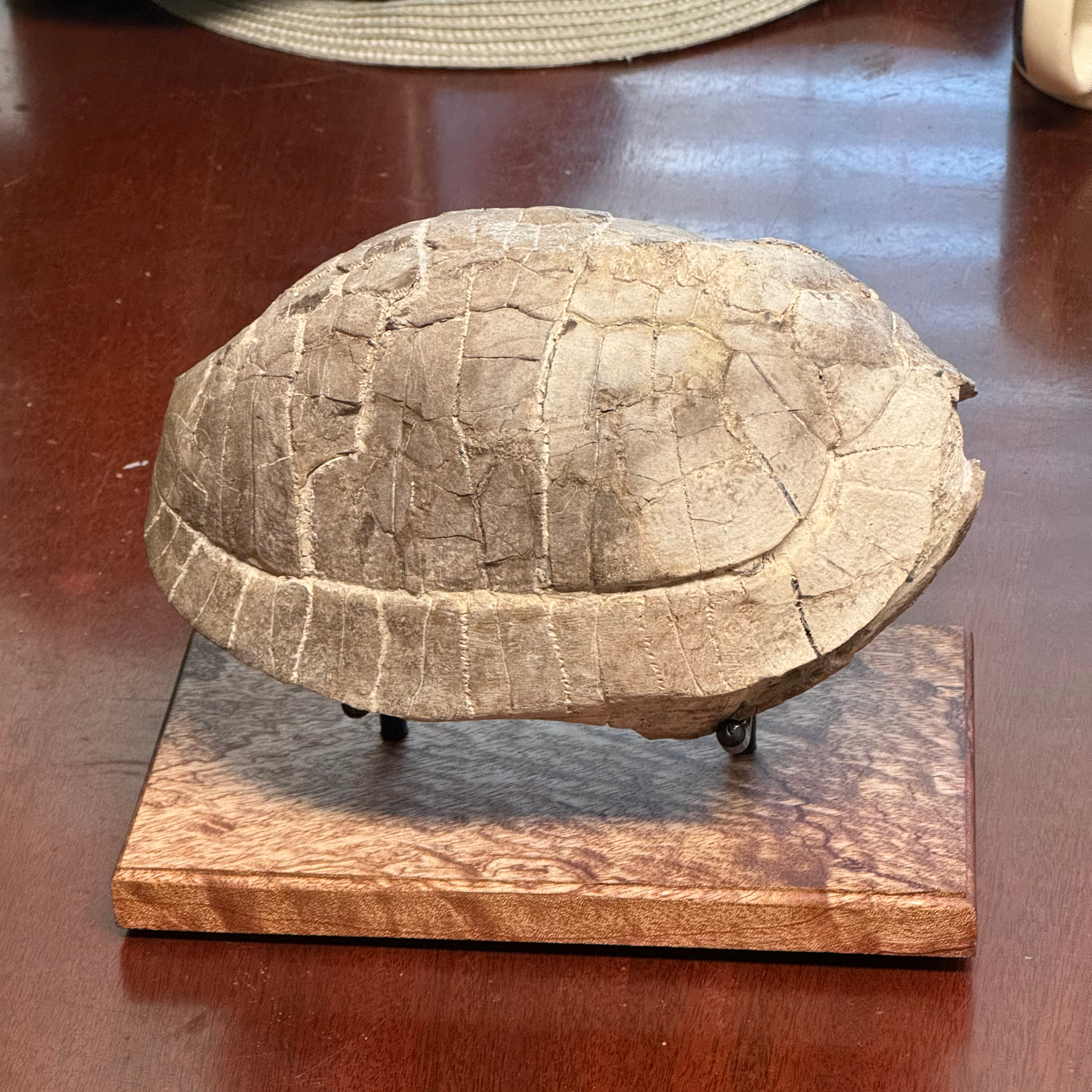 Fossilized turtle shell on a wooden base on a wooden surface